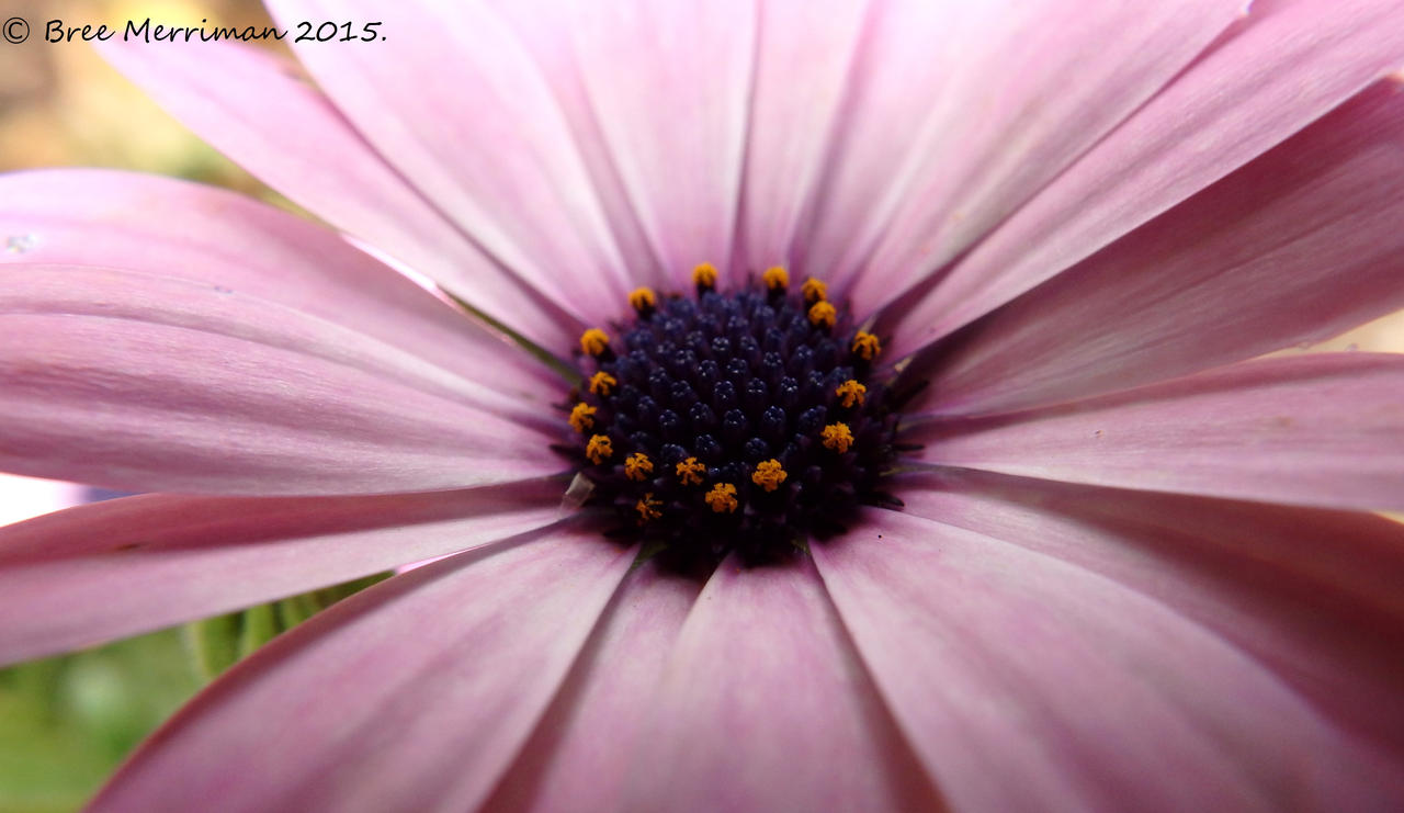 Purple Daisy