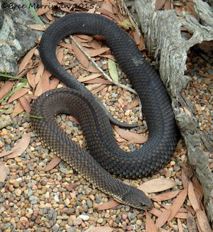 Lowland Copperhead Snake