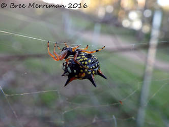 Jewel Spider