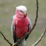 Pink And Grey Galah II