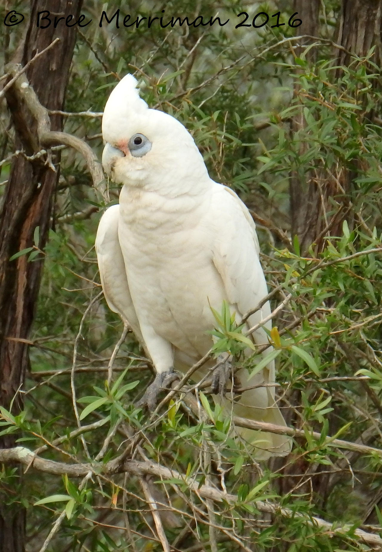 Corella II