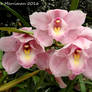 Pink Orchids