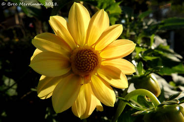 Yellow Dahlia Flower