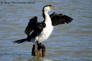 Pied Cormorant