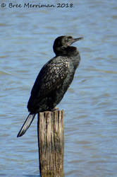 Little Black Cormorant