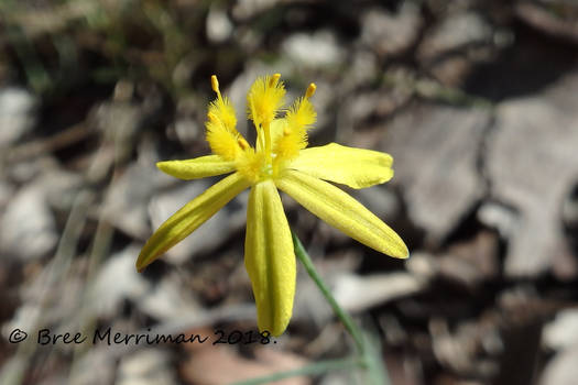 Yellow Macro