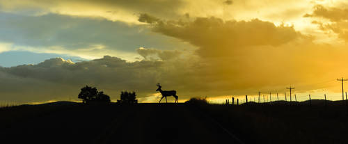 Deer Crossing