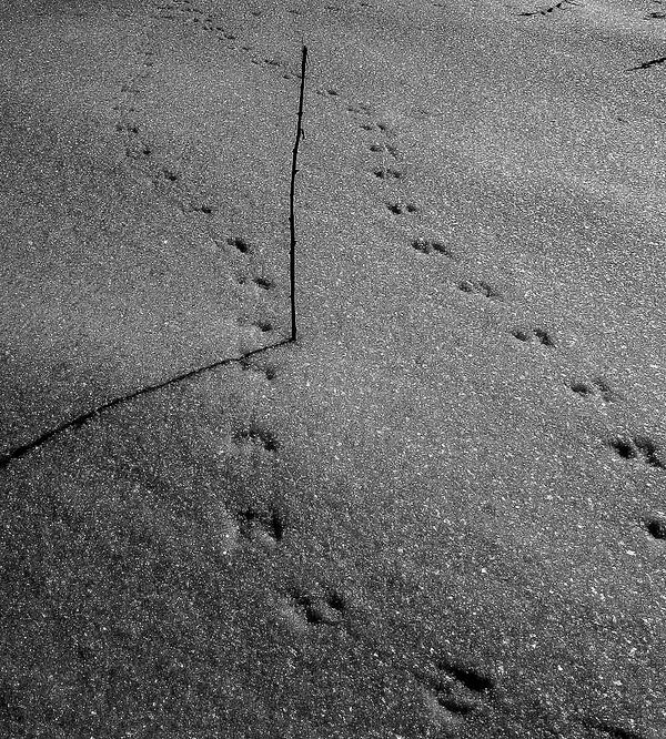 Mouse Tracks by ScreamRealLoud on DeviantArt