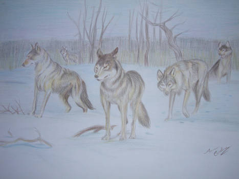 Wolves In Snow