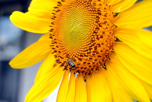 Sunflowers