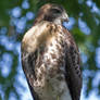 Broad-Winged Hawk