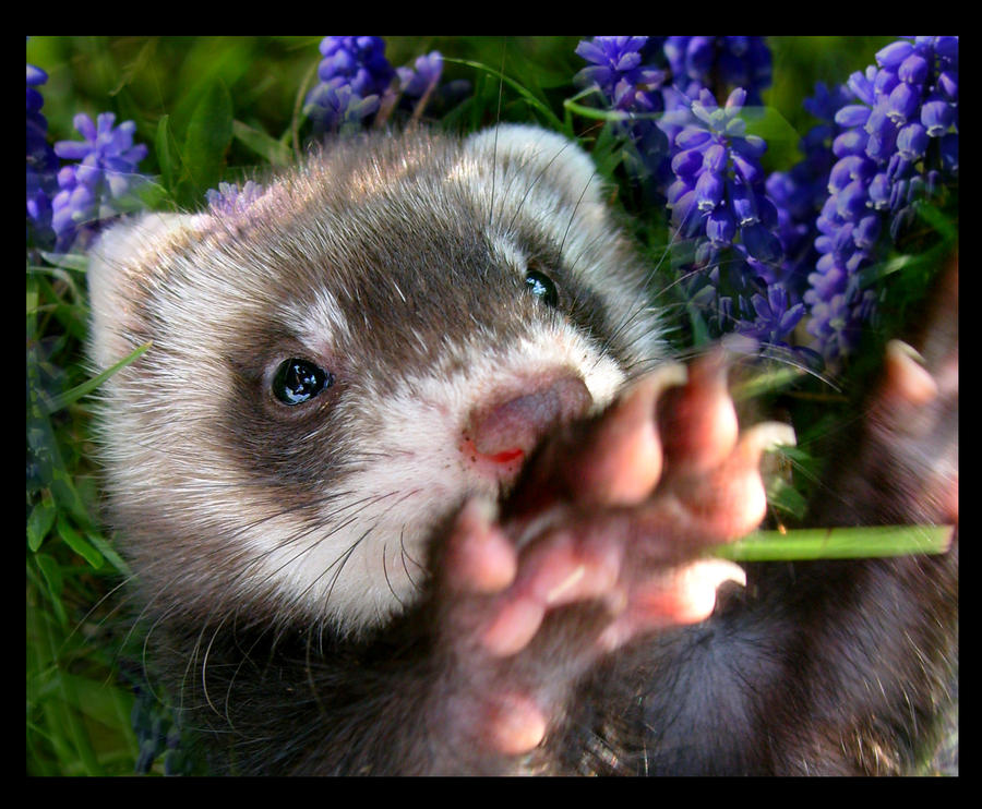 Hug da ferret by PixelRaccoon Hug da ferret by PixelRaccoon