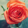 Lovely rose.
