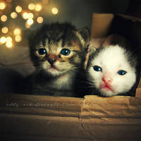 ..Cute cats..