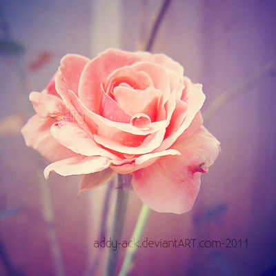 Blushing rose...