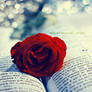 rose and a book