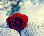 rose and a book by addy-ack