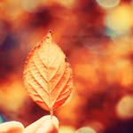 autumn leaf... by addy-ack