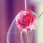 Smokey rose.. . by addy-ack