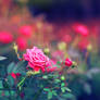 Rose Garden....