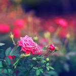 Rose Garden....
