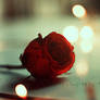 Rose And Bokeh