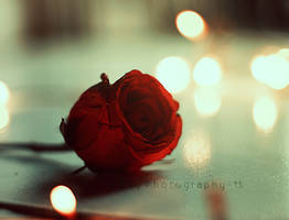 Rose And Bokeh