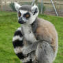 Lemur 