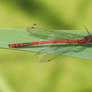 Damselfly