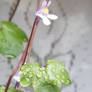 Ivy leaved toadflax