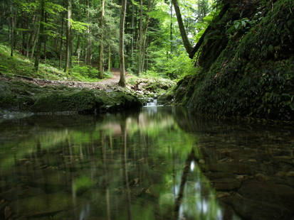 Green Reflections