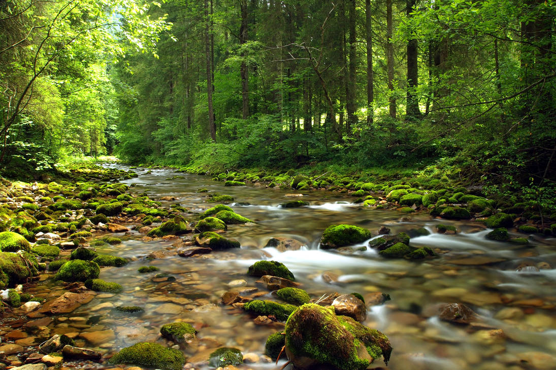 Красивый лес с рекой. Природа ручей лес Россия. Лес ручей Белорецк. Природа лес река Лесная. Ручей Джалон.