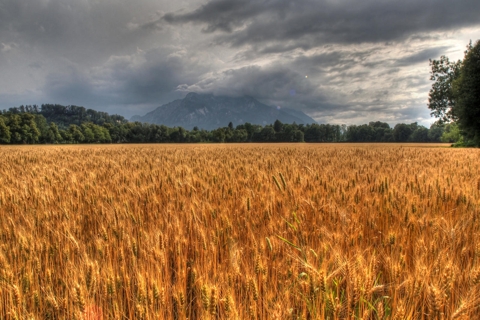 Corn And Dark Sky