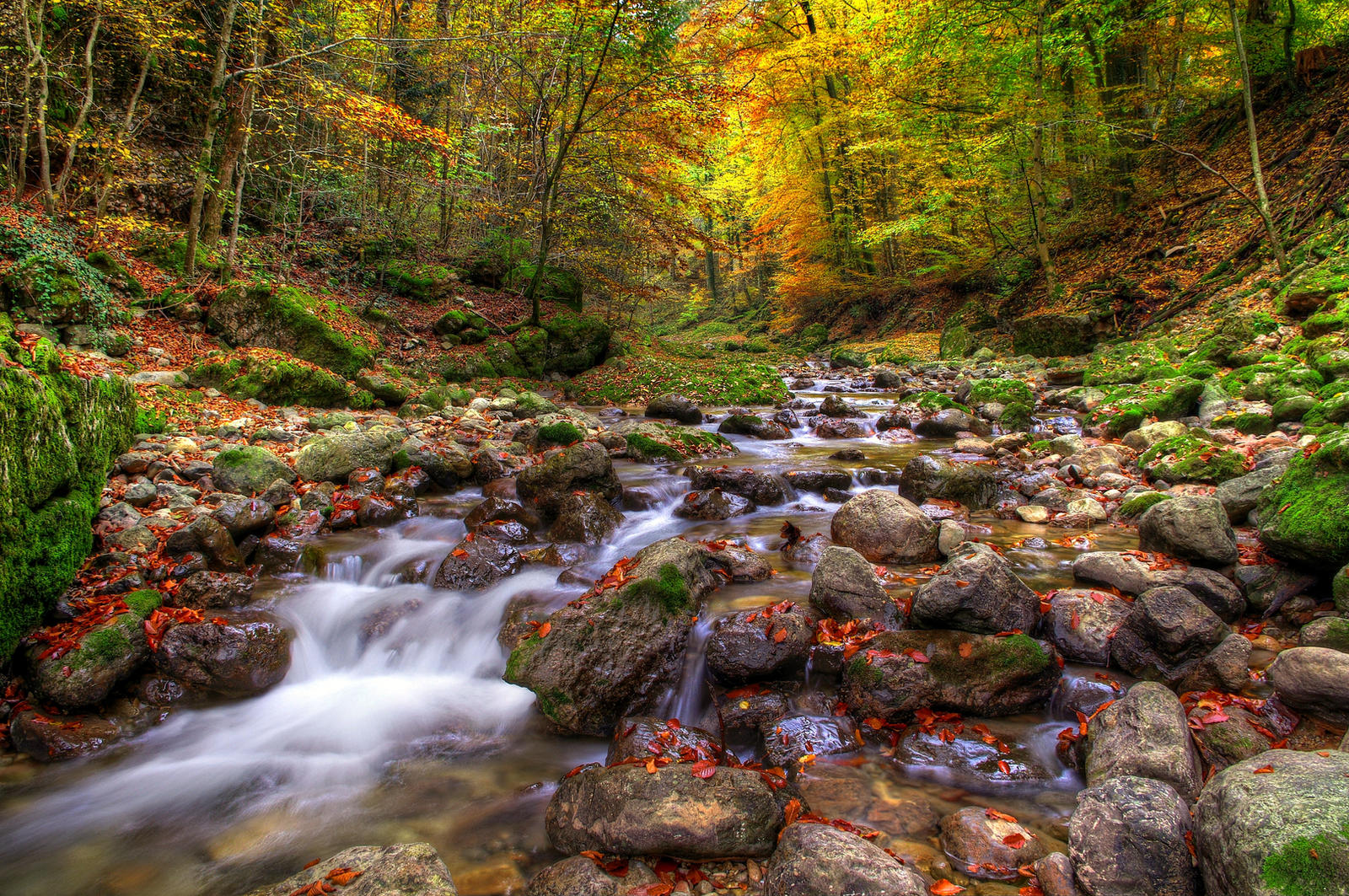 Autumn Forest 2nd by Burtn