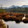 The Dead Forest