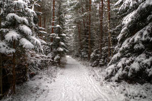 Walking On Snow