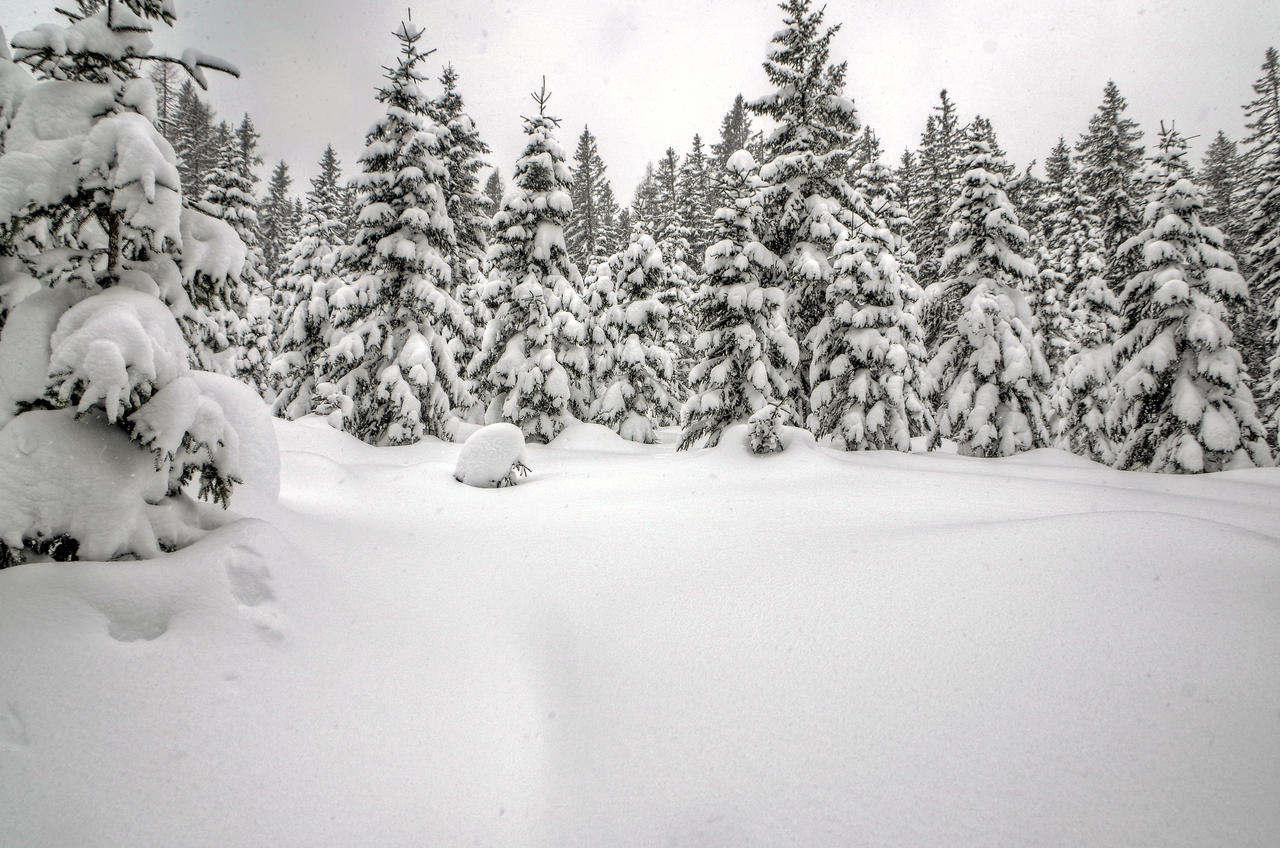 Trees And Snow Background