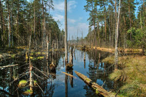 In The Dead Marshes