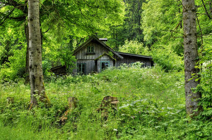 Old Forest Home