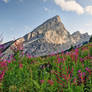 Alpine Vegetation