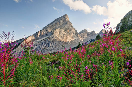 Alpine Vegetation