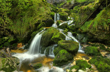 Moss And Water