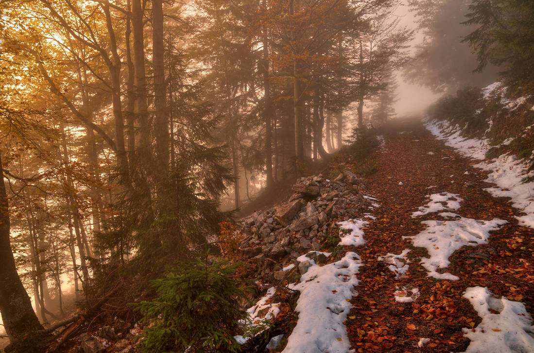 Foggy Autumn Forest by Burtn