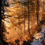 Foggy Autumn Forest 2nd