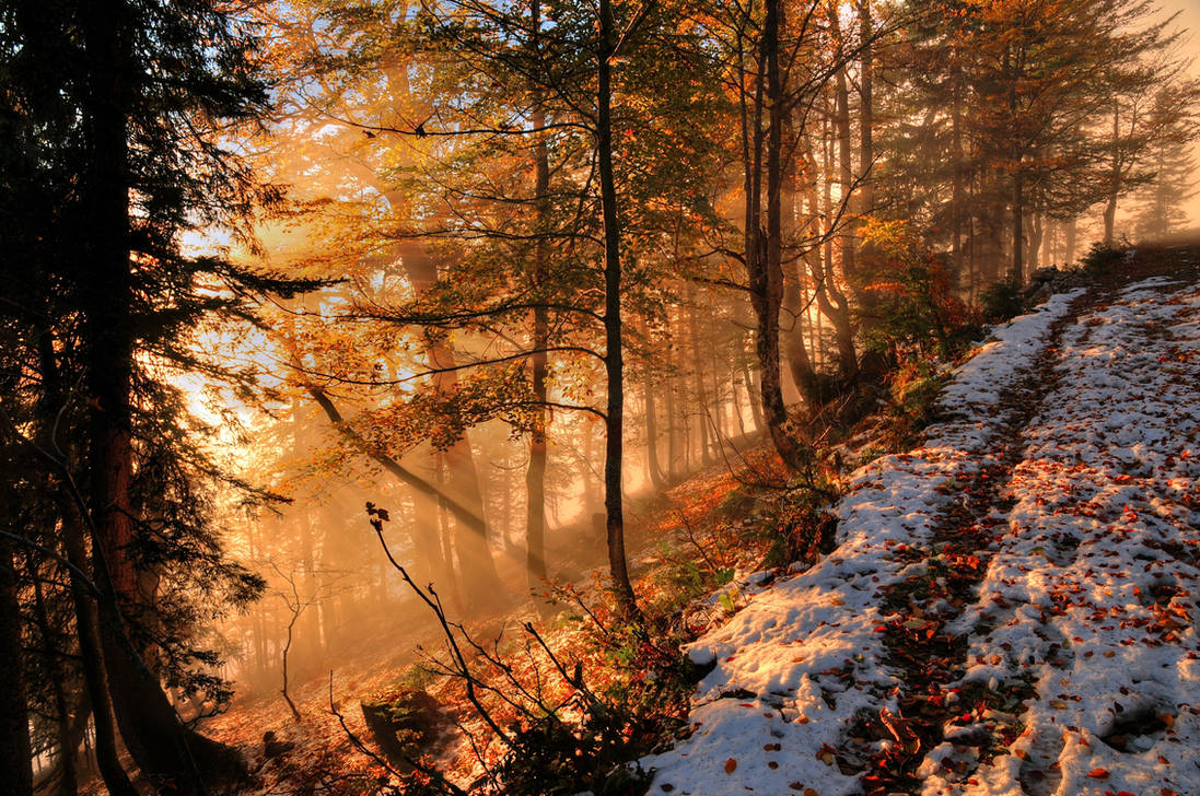 Природа в ноябре. Осенний лес. Рассвет в лесу. Пейзаж лес. Красивые пейзажи поздней осени.