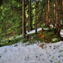 Snowkissed Forest Background