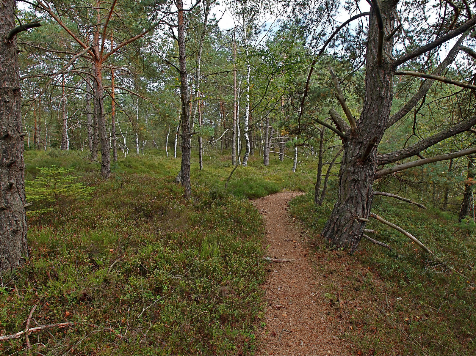 Forest Path Background