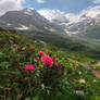 Rhododen Dron