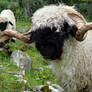 Swiss Blacknose Ram