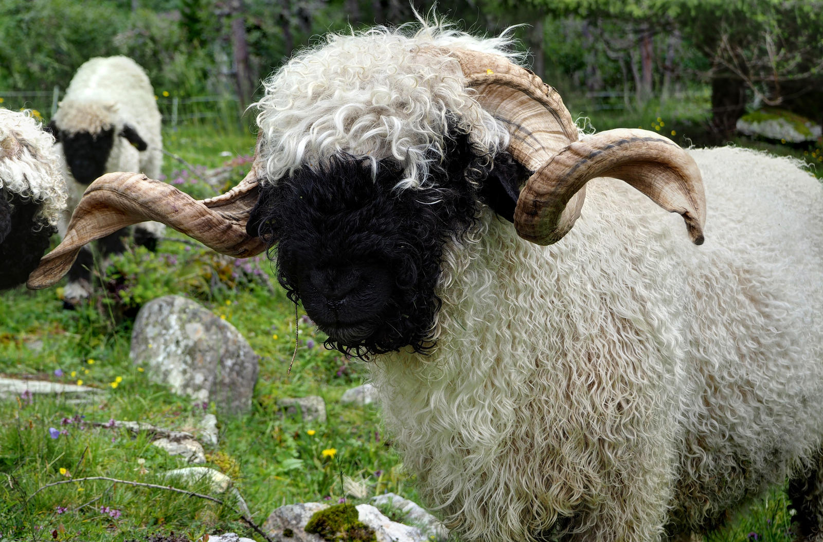 Switzerland Rams Swiss Blacknose Ram by Burtn on DeviantArt